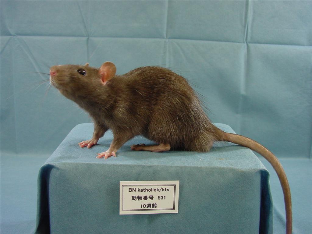 Rat Strains